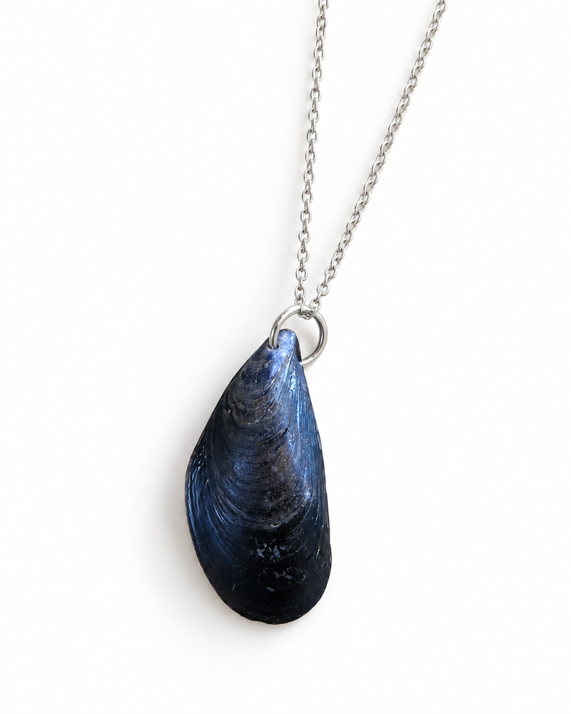 Moule des rivages belges — collier coquillage véritable