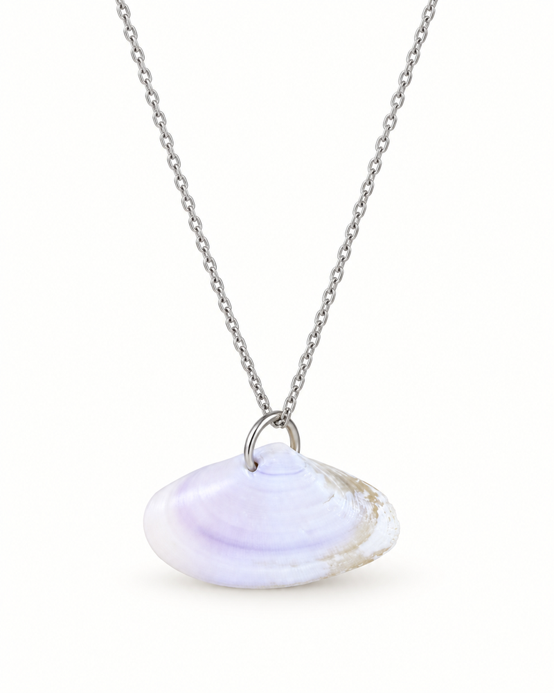 Collier Olive de mer — coquillage véritable, fond blanc
